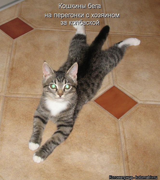 Кошкины бега на перегонки с хозяином за колбаской... Котоматрица: Кошкины бега на перегонки с хозяином за колбаской