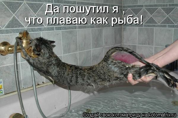 Да пошутил я , что плаваю как рыба!... Котоматрица: Да пошутил я , что плаваю как рыба!