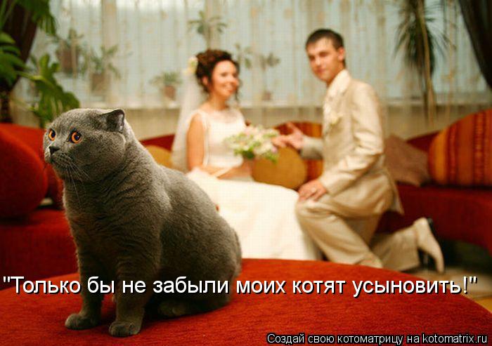 "Только бы не забыли моих котят усыновить!"... Котоматрица: "Только бы не забыли моих котят усыновить!"