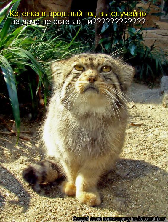 Котенка в прошлый год вы случайно на даче не оставляли????????????:... Котоматрица: Котенка в прошлый год вы случайно на даче не оставляли????????????: