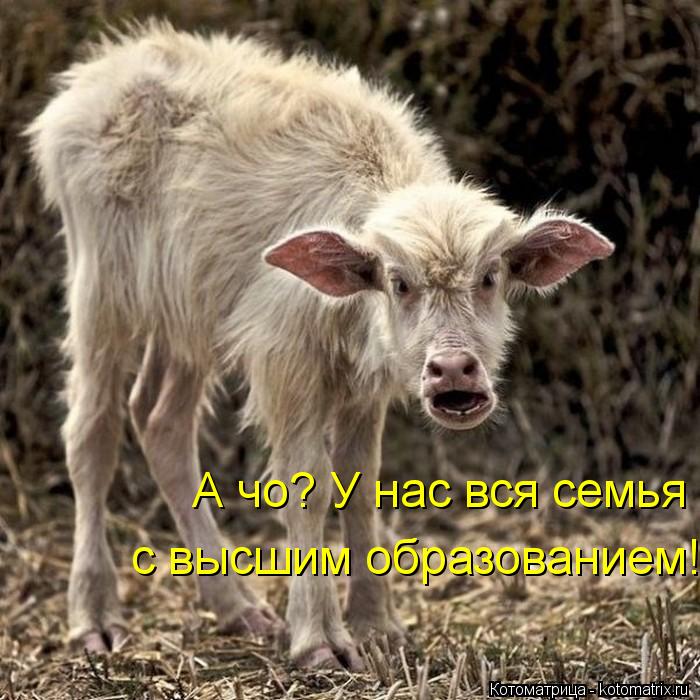 А чо? У нас вся семья с высшим образованием!... Котоматрица: А чо? У нас вся семья с высшим образованием!