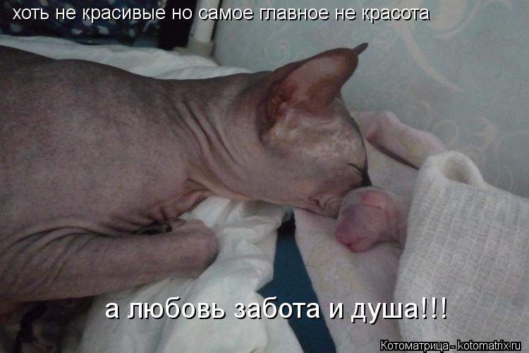 хоть не красивые но самое главное не красота а любовь забота и душа!!!... Котоматрица: хоть не красивые но самое главное не красота а любовь забота и душа!!!