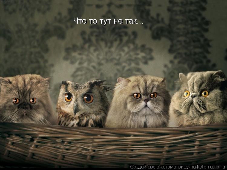 Что то тут не так...... Котоматрица: Что то тут не так...