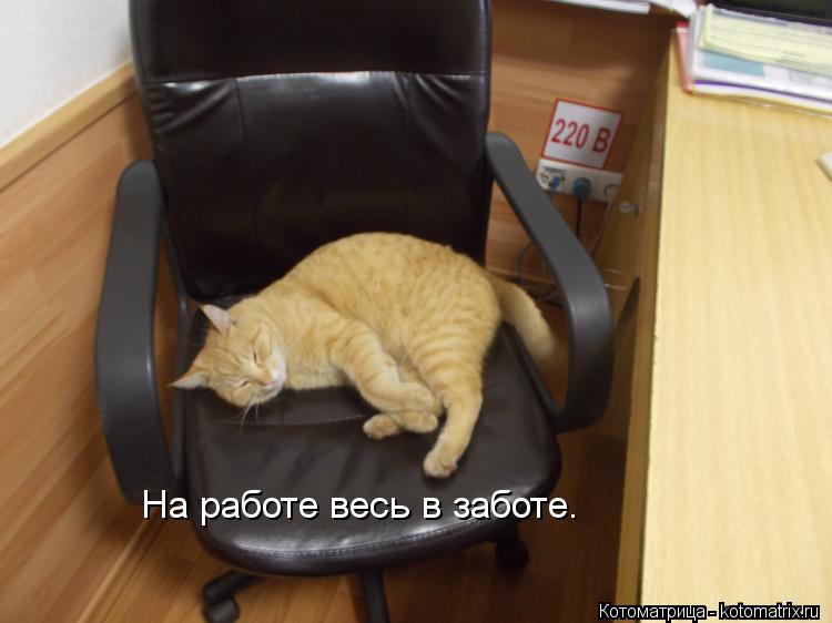 На работе весь в заботе.... Котоматрица: На работе весь в заботе.