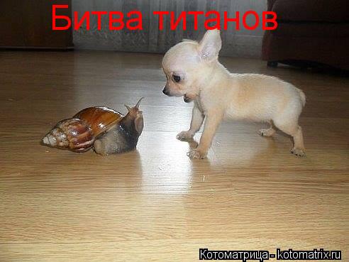 Битва титанов... Котоматрица: Битва титанов