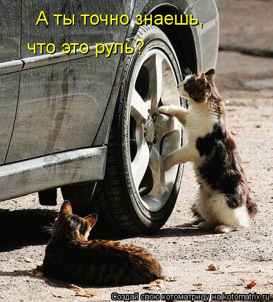А ты точно знаешь, что это руль?... Котоматрица: А ты точно знаешь, что это руль?