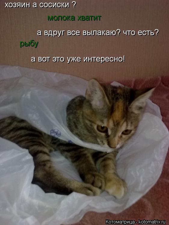 Котоматрица: хозяин а сосиски ? молока хватит а вдруг все вылакаю? что есть? рыбу а вот это уже интересно!