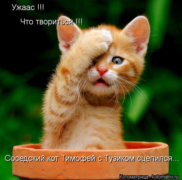 Ужаас !!! Что твориться !!! Соседский кот Тимофей с Тузиком сцепился...... Котоматрица: Ужаас !!! Что твориться !!! Соседский кот Тимофей с Тузиком сцепился...