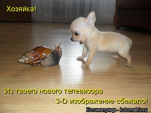 Хозяйка! Из твоего нового телевизора 3-D изображение сбежало!... Котоматрица: Хозяйка! Из твоего нового телевизора 3-D изображение сбежало!