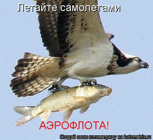 Летайте самолетами АЭРОФЛОТА!... Котоматрица: Летайте самолетами АЭРОФЛОТА!
