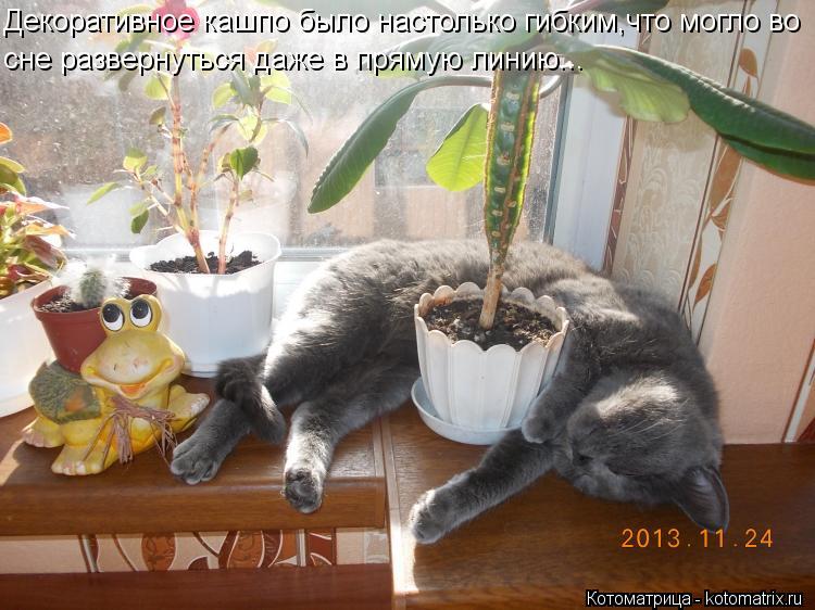 Декоративное кашпо было настолько гибким,что могло во сне развернуться даже в прямую линию...... Котоматрица: Декоративное кашпо было настолько гибким,что могло во сне развернуться даже в прямую линию...