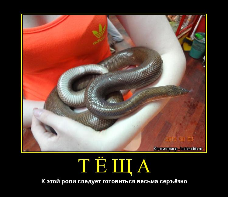 ТЁЩА К этой роли следует готовиться весьма серъёзно... Котоматрица: ТЁЩА К этой роли следует готовиться весьма серъёзно