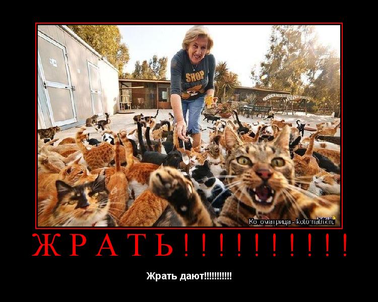 ЖРАТЬ!!!!!!!!!! Жрать дают!!!!!!!!!!!... Котоматрица: ЖРАТЬ!!!!!!!!!! Жрать дают!!!!!!!!!!!