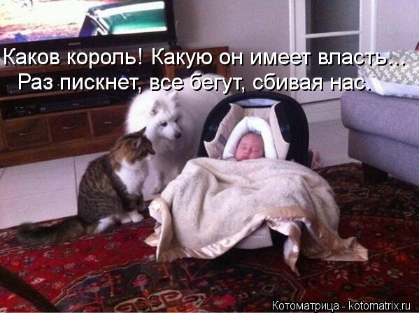 Каков король! Какую он имеет власть... Раз пискнет, все бегут, сбивая нас.... Котоматрица: Каков король! Какую он имеет власть... Раз пискнет, все бегут, сбивая нас.