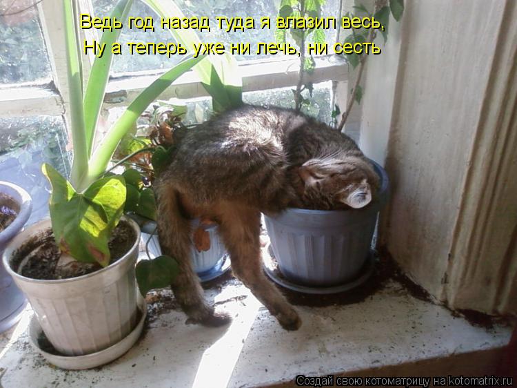 Котоматрица: Ведь год назад туда я влазил весь, Ну а теперь уже ни лечь, ни сесть
