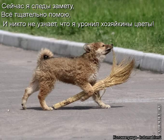 Сейчас я следы замету, Всё тщательно помою, И никто не узнает, что я уронил хозяйкины цветы!... Котоматрица: Сейчас я следы замету, Всё тщательно помою, И никто не узнает, что я уронил хозяйкины цветы!
