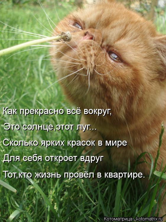 Как прекрасно всё вокруг, Это солнце,этот луг... Сколько ярких красок в мире Для себя откроет вдруг Т... Котоматрица: Как прекрасно всё вокруг, Это солнце,этот луг... Сколько ярких красок в мире Для себя откроет вдруг Тот,кто жизнь провёл в квартире.