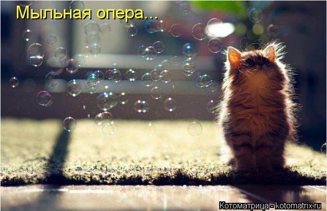Мыльная опера...... Котоматрица: Мыльная опера...