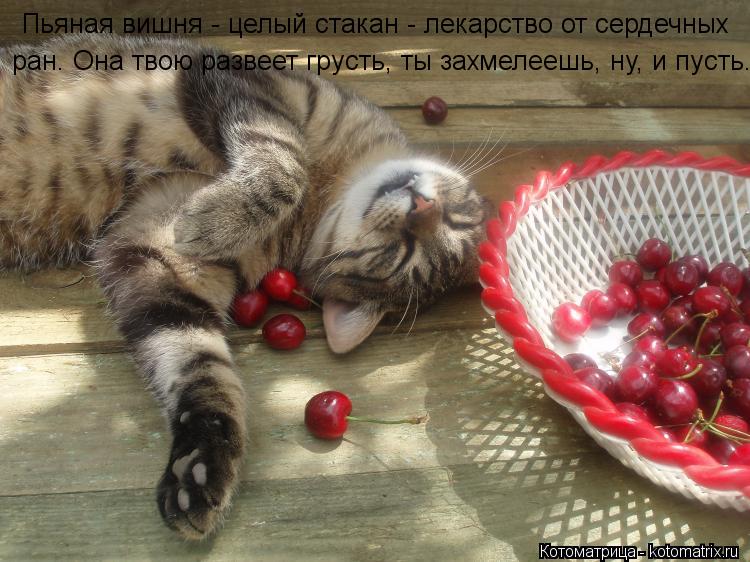 Пьяная вишня - целый стакан - лекарство от сердечных ран. Она твою развеет грусть, ты захмелеешь, ну... Котоматрица: Пьяная вишня - целый стакан - лекарство от сердечных ран. Она твою развеет грусть, ты захмелеешь, ну, и пусть.