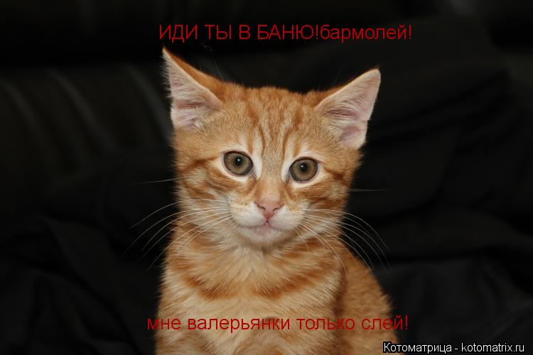 ИДИ ТЫ В БАНЮ!бармолей! мне валерьянки только слей!... Котоматрица: ИДИ ТЫ В БАНЮ!бармолей! мне валерьянки только слей!
