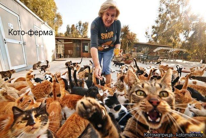 Кото-ферма... Котоматрица: Кото-ферма