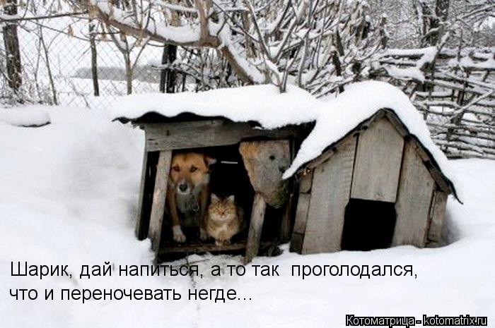 Шарик, дай напиться, а то так проголодался, что и переночевать негде...... Котоматрица: Шарик, дай напиться, а то так проголодался, что и переночевать негде...