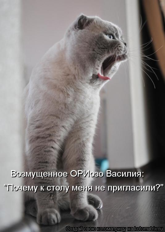 Возмущенное ОРИозо Василия: "Почему к столу меня не пригласили?"... Котоматрица: Возмущенное ОРИозо Василия: "Почему к столу меня не пригласили?"