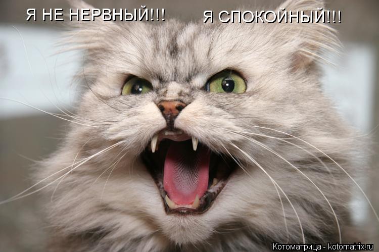Я НЕ НЕРВНЫЙ!!! Я СПОКОЙНЫЙ!!!... Котоматрица: Я НЕ НЕРВНЫЙ!!! Я СПОКОЙНЫЙ!!!
