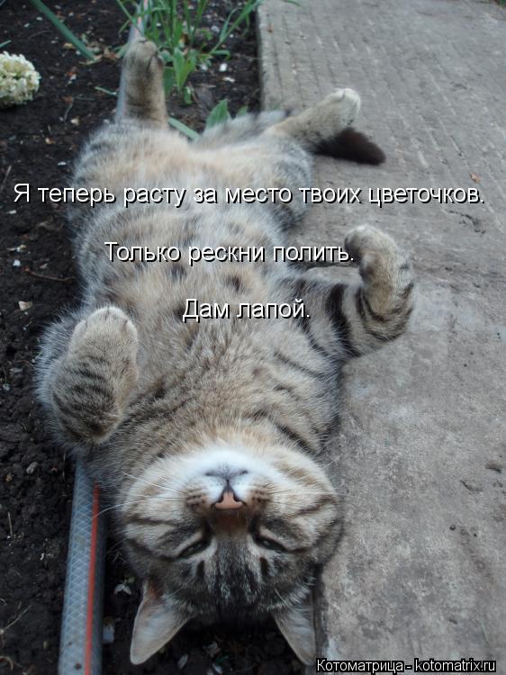 Я теперь расту за место твоих цветочков. Только рескни полить. Дам лапой.... Котоматрица: Я теперь расту за место твоих цветочков. Только рескни полить. Дам лапой.