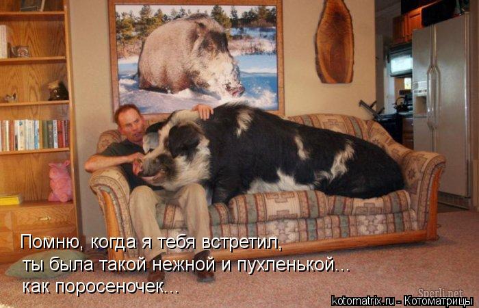 Помню, когда я тебя встретил, ты была такой нежной и пухленькой... как поросеночек...... Котоматрица: Помню, когда я тебя встретил, ты была такой нежной и пухленькой... как поросеночек...