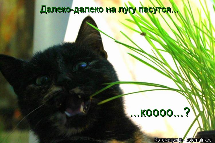 Далеко-далеко на лугу пасутся... ...коооо...?... Котоматрица: Далеко-далеко на лугу пасутся... ...коооо...?