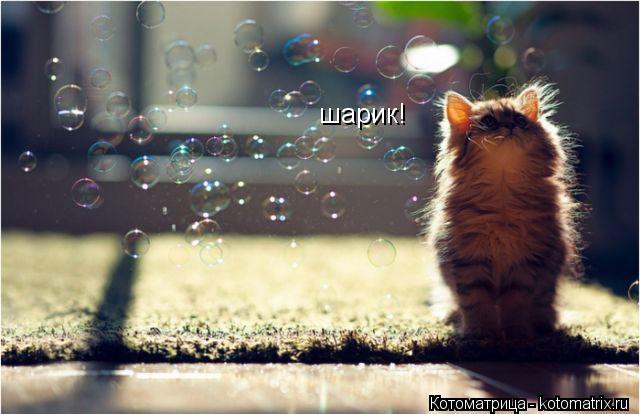 шарик!... Котоматрица: шарик!