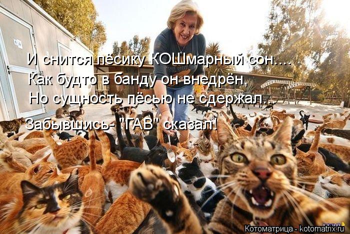 И снится пёсику КОШмарный сон.... Как будто в банду он внедрён, Но сущность пёсью не сдержал... Забы... Котоматрица: И снится пёсику КОШмарный сон.... Как будто в банду он внедрён, Но сущность пёсью не сдержал... Забывшись- "ГАВ" сказал!