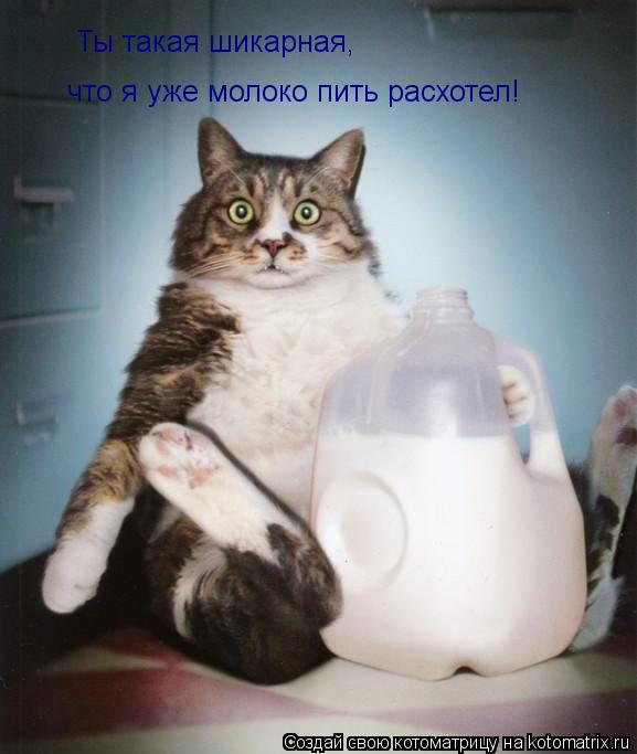 Котоматрица: Ты такая шикарная, что я уже молоко пить расхотел!