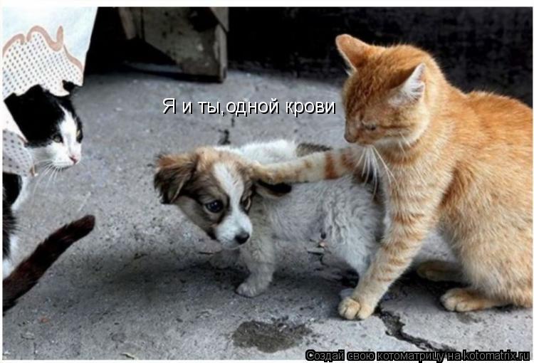 Я и ты,одной крови... Котоматрица: Я и ты,одной крови