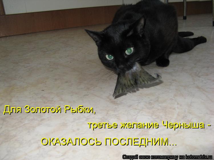 Для Золотой Рыбки, третье желание Черныша - ОКАЗАЛОСЬ ПОСЛЕДНИМ...... Котоматрица: Для Золотой Рыбки, третье желание Черныша - ОКАЗАЛОСЬ ПОСЛЕДНИМ...
