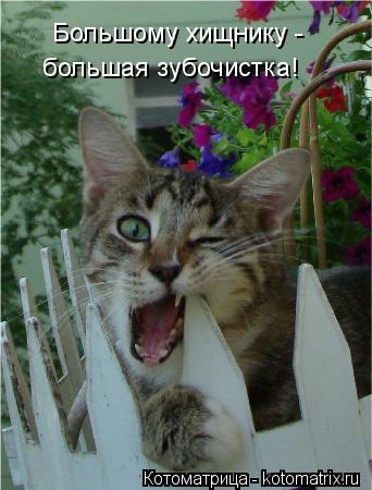 Большому хищнику - большая зубочистка!... Котоматрица: Большому хищнику - большая зубочистка!