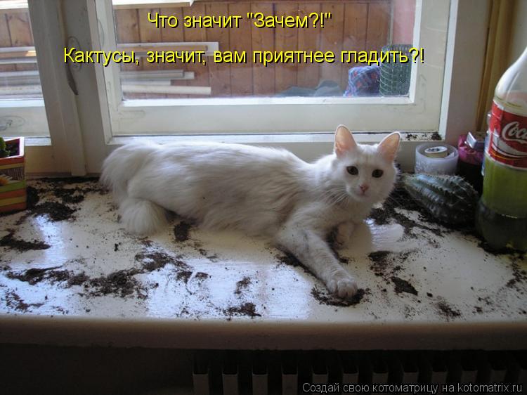 Что значит "Зачем?!" Кактусы, значит, вам приятнее гладить?!... Котоматрица: Что значит "Зачем?!" Кактусы, значит, вам приятнее гладить?!