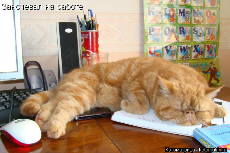 Котоматрица: Заночевал на работе