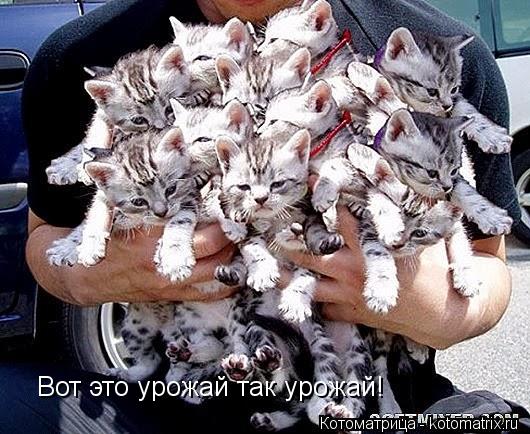 Вот это урожай так урожай!... Котоматрица: Вот это урожай так урожай!