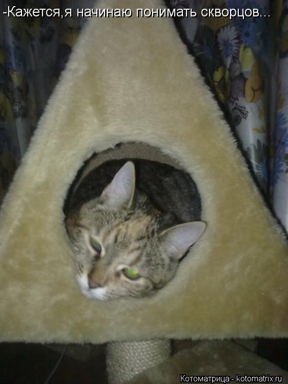 -Кажется,я начинаю понимать скворцов...... Котоматрица: -Кажется,я начинаю понимать скворцов...