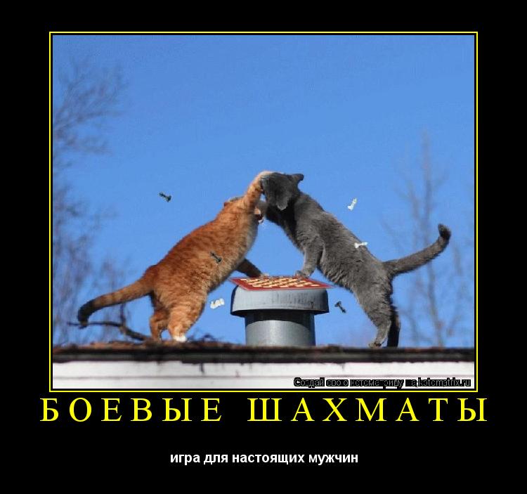 БОЕВЫЕ ШАХМАТЫ игра для настоящих мужчин... Котоматрица: БОЕВЫЕ ШАХМАТЫ игра для настоящих мужчин