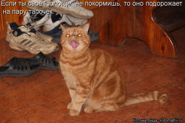 Если ты своё "золотце" не покормишь, то оно подорожает на пару тапочек.... Котоматрица: Если ты своё "золотце" не покормишь, то оно подорожает на пару тапочек.
