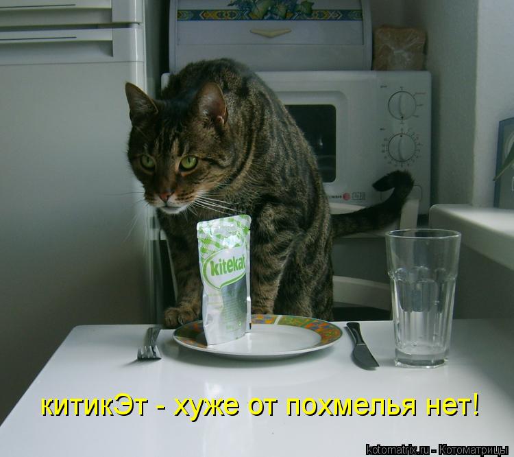 китикЭт - хуже от похмелья нет!... Котоматрица: китикЭт - хуже от похмелья нет!