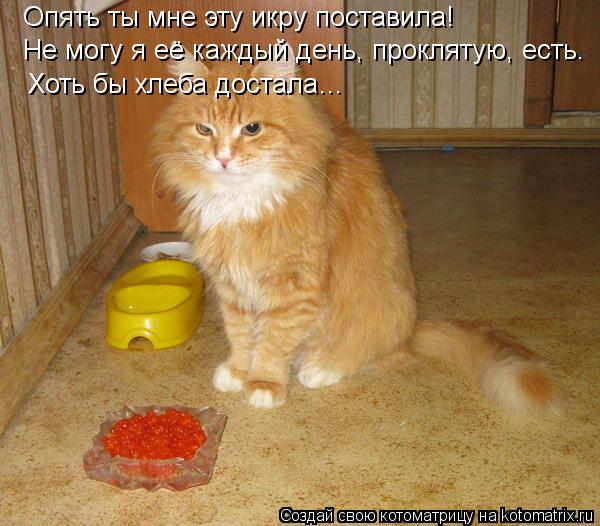 Опять ты мне эту икру поставила! Не могу я её каждый день, проклятую, есть. Хоть бы хлеба достала... Котоматрица: Опять ты мне эту икру поставила! Не могу я её каждый день, проклятую, есть. Хоть бы хлеба достала…