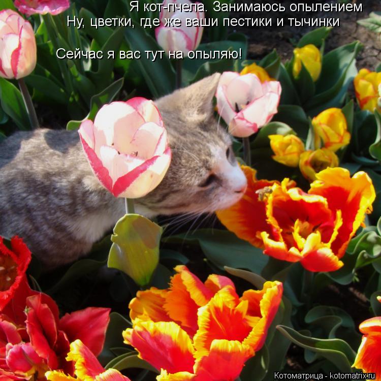 Я кот-пчела. Занимаюсь опылением Ну, цветки, где же ваши пестики и тычинки Сейчас я вас тут на опыляю... Котоматрица: Я кот-пчела. Занимаюсь опылением Ну, цветки, где же ваши пестики и тычинки Сейчас я вас тут на опыляю!