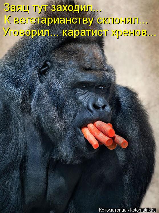 Заяц тут заходил... К вегетарианству склонял... Уговорил... каратист хренов...... Котоматрица: Заяц тут заходил... К вегетарианству склонял... Уговорил... каратист хренов...