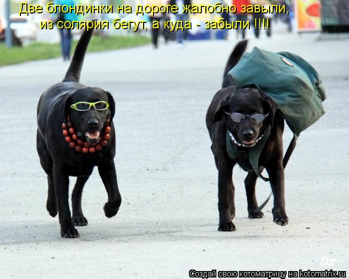 Две блондинки на дороге жалобно завыли, из солярия бегут, а куда - забыли !!!!... Котоматрица: Две блондинки на дороге жалобно завыли, из солярия бегут, а куда - забыли !!!!