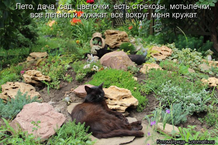 все летают и жужжат, все вокруг меня кружат. Лето, дача, сад, цветочки, есть стрекозы, мотылёчки,... Котоматрица: все летают и жужжат, все вокруг меня кружат. Лето, дача, сад, цветочки, есть стрекозы, мотылёчки,