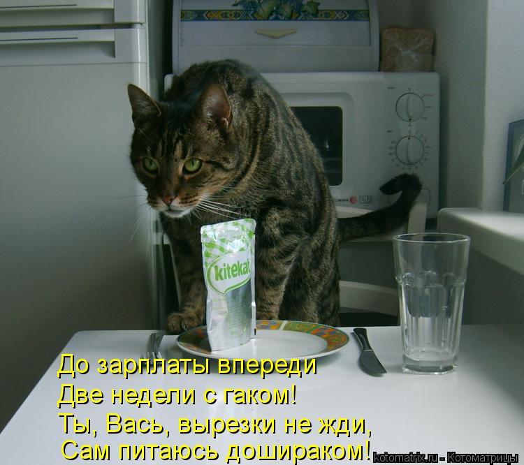 До зарплаты впереди Две недели с гаком! Ты, Вась, вырезки не жди, Сам питаюсь дошираком!... Котоматрица: До зарплаты впереди Две недели с гаком! Ты, Вась, вырезки не жди, Сам питаюсь дошираком!